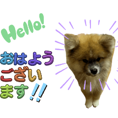 [LINEスタンプ] もふもふ秋田犬スタンプ。ラン＆レオ1