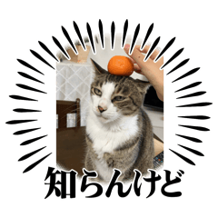 [LINEスタンプ] こむこむスタンプニャン