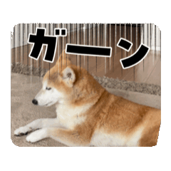 [LINEスタンプ] 動く柴犬さくら❤️スタンプ