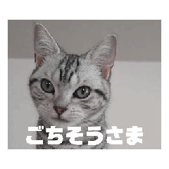 [LINEスタンプ] YouTuberこむぎ