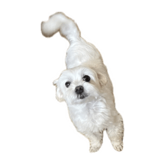 [LINEスタンプ] マルチーズのらぶえもん