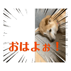 [LINEスタンプ] 柴犬dog）る