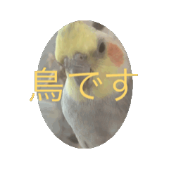 [LINEスタンプ] おこめ（オカメインコ）の動くスタンプ