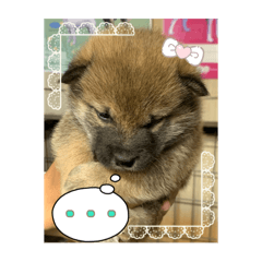 [LINEスタンプ] 柴犬すずめちゃん1歳