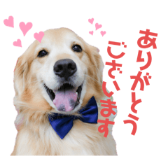 [LINEスタンプ] 泉南アイドルはぐのスタンプ