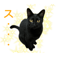 [LINEスタンプ] 三ネコ姉妹・ひなてまリン