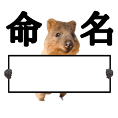 [LINEスタンプ] ［新機能］赤ちゃん生誕クオッカワラビー①