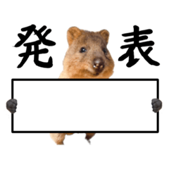 [LINEスタンプ] ［新機能］赤ちゃん生誕クオッカワラビー②の画像（メイン）