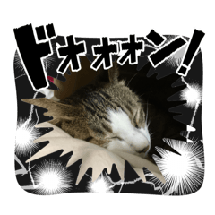[LINEスタンプ] こむこむスタンプ(目瞑ってるの多め)の画像（メイン）