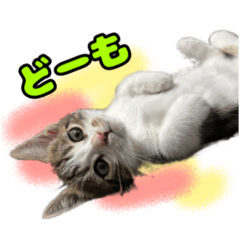 [LINEスタンプ] マンチカンのコンパスくん②