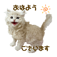 [LINEスタンプ] 吾輩はイナリなり！！