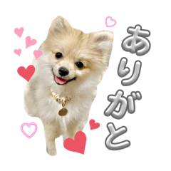 [LINEスタンプ] ポメラニアンのぽん＝れじぇんど