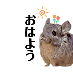 [LINEスタンプ] チンチラこむぎちゃんの画像（メイン）