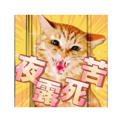 [LINEスタンプ] しゃあ猫団【1】