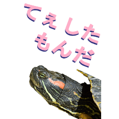 [LINEスタンプ] 江戸っ子なカメ2ーBIG