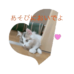 [LINEスタンプ] 田代家の猫 日常