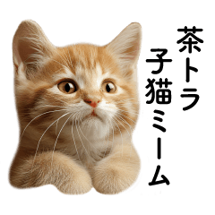 [LINEスタンプ] 茶トラ子猫ミーム(よく使う言葉)