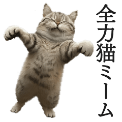 [LINEスタンプ] 全力猫ミーム(よく使う言葉)