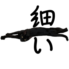 [LINEスタンプ] うちの猫達の使い道の無いスタンプの画像（メイン）