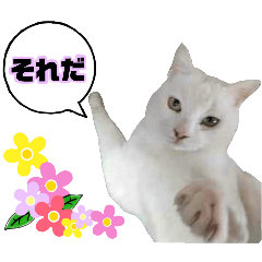 [LINEスタンプ] はなちん♡写真スタンプ！！の画像（メイン）