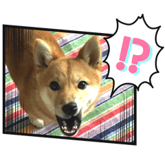 [LINEスタンプ] 柴犬さくら❤️スタンプ2