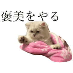 [LINEスタンプ] 中国猫！テンテンの日常