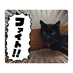 [LINEスタンプ] 猫は猫である