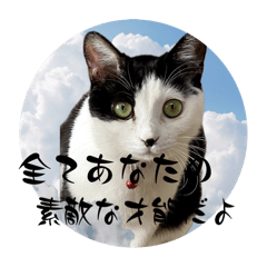 [LINEスタンプ] 茶とみの数秘術/魅六数秘