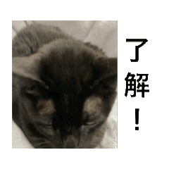 [LINEスタンプ] 黒猫一家➕one