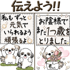 [LINEスタンプ] 【Big】シーズー犬『気持ちを伝えよう』