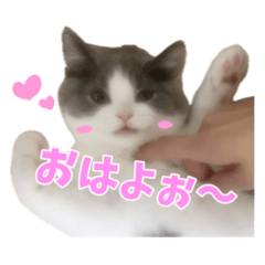 [LINEスタンプ] ぽんと過ごすまいにち
