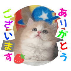 [LINEスタンプ] ねこまーち プレシャスクリームプリンスの画像（メイン）