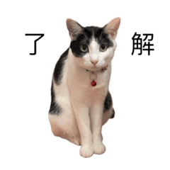 [LINEスタンプ] ねこる族