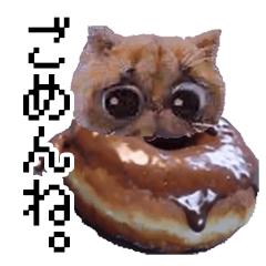 [LINEスタンプ] 猫ミーム【チョコドーナツ猫】