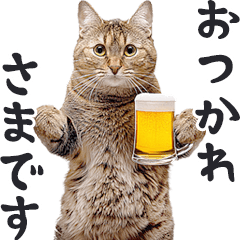 [LINEスタンプ] 酒ビール！リアルな猫ミーム（日常）