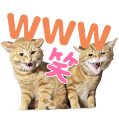 [LINEスタンプ] しゃあ猫団【3】