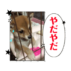 [LINEスタンプ] 動く豆柴Yume